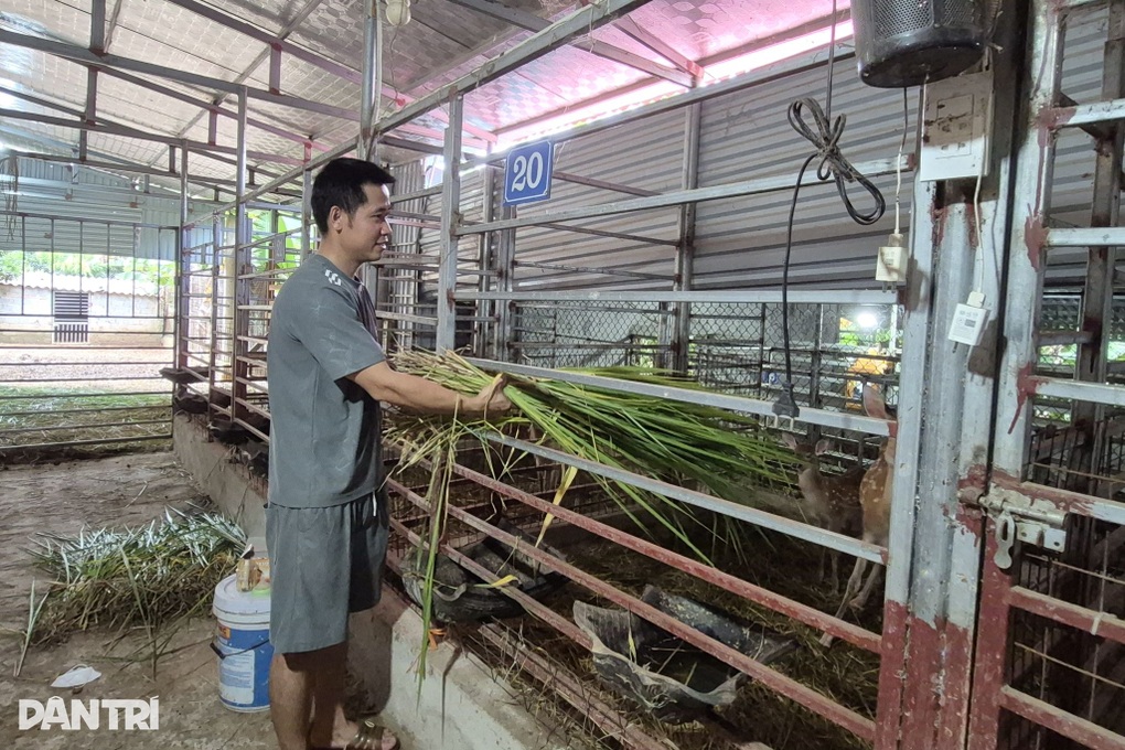 9X xây nhà, tậu xe hơi nhờ nuôi loài lấy “thần dược” - 3 9X xây nhà, tậu xe hơi nhờ nuôi loài lấy “thần dược” - 3