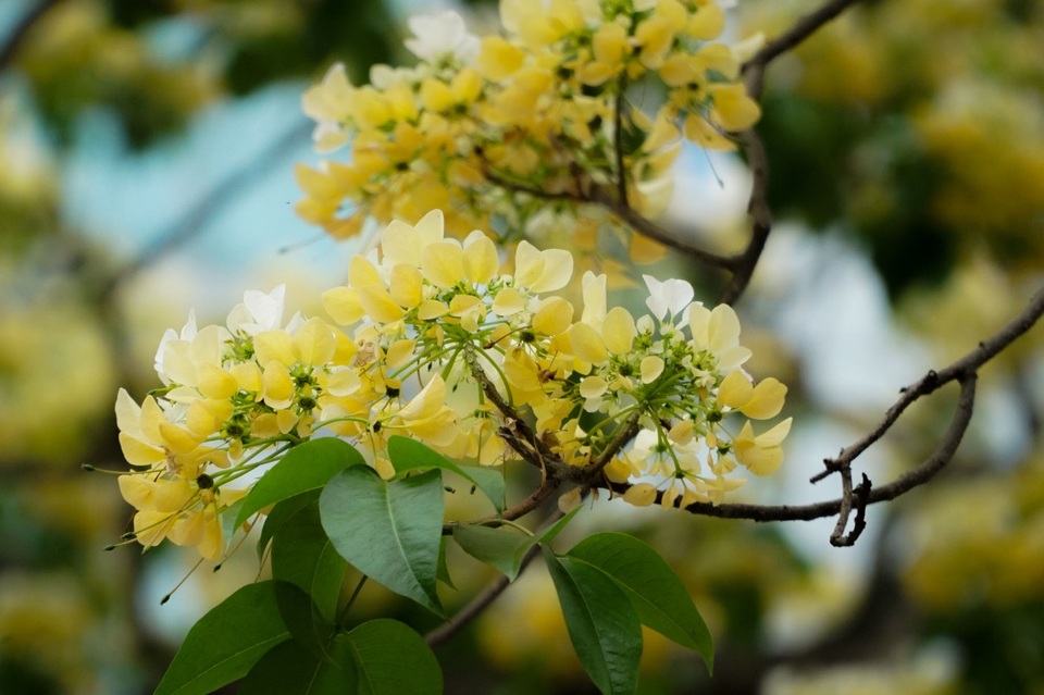 Choáng ngợp cây bún 300 tuổi báu vật độc nhất vô nhị ở Hà Nội - 4