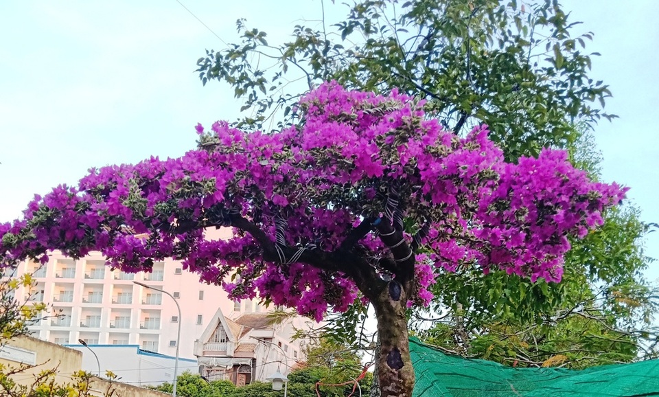 Cây hoa giấy Mẫu - Tử độc, lạ, giá 90 triệu đồng - 3 Cây hoa giấy Mẫu - Tử độc, lạ, giá 90 triệu đồng - 3