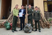 "Giải cứu" 39 cây mẫu đơn rừng cổ thụ