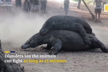 Cuộc chiến bất phân thắng bại của hai con rồng Komodo