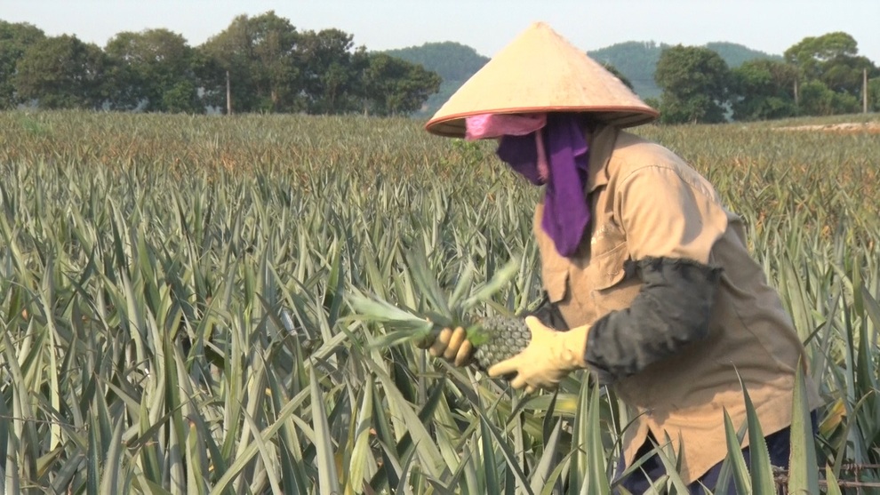 Trồng cây toàn gai giúp nông dân thu hàng trăm triệu đồng/năm - 3 Trồng cây toàn gai giúp nông dân thu hàng trăm triệu đồng/năm - 3