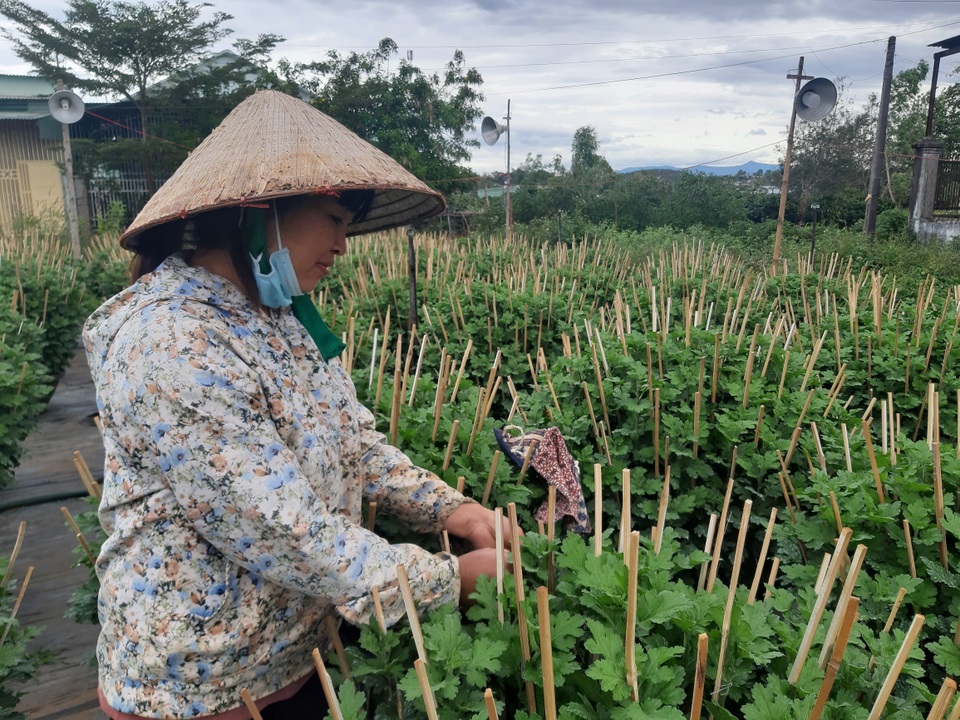 Người dân phố núi nơm nớp lo cho vườn hoa thì thời tiết lạnh - 2 Người dân phố núi nơm nớp lo cho vườn hoa thì thời tiết lạnh - 2