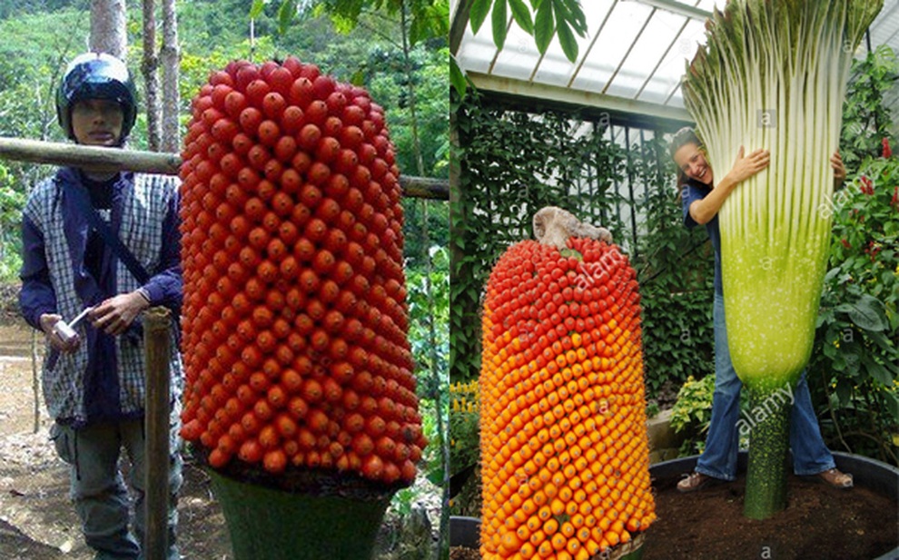 Hình ảnh cực hiếm khi hoa xác thối khổng lồ ra quả - 2