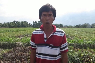 Nông dân khóc ròng khi ruộng khoai bị kẻ xấu phun thuốc diệt cỏ