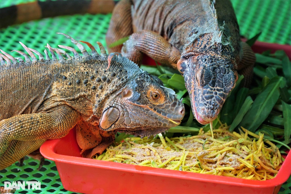 8X bỏ việc văn phòng nuôi loại rồng thích... ăn chay, thu lãi khủng - 8 8X bỏ việc văn phòng nuôi loại rồng thích... ăn chay, thu lãi khủng - 8