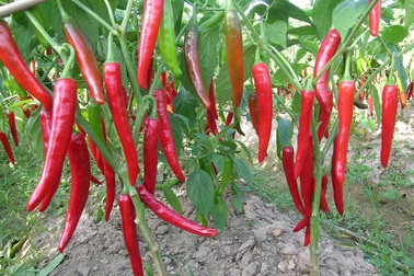 Chưa đến Tết, giá rau củ quả thi nhau "phi nước đại"