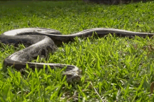 Nơi người dân bất lực xóa sổ loài trăn Miến Điện khổng lồ