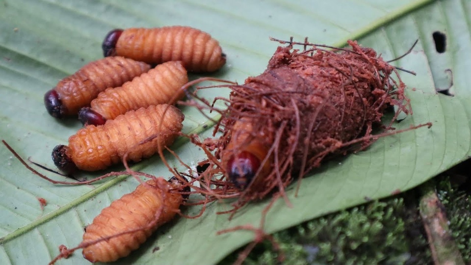 Lào Cai: Ăn sâu cọ bị ngộ độc phải vào viện cấp cứu - 2 Lào Cai: Ăn sâu cọ bị ngộ độc phải vào viện cấp cứu - 2