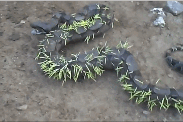 Trăn Mỹ nhiệt đới quằn quại đau đớn vì tấn công... nhím