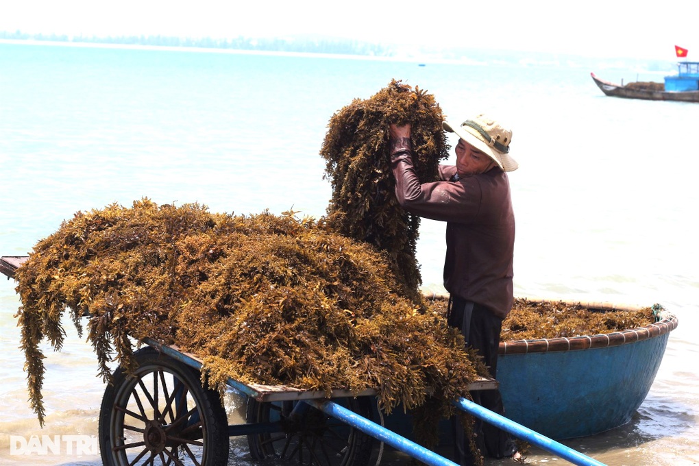Hái rau sạch... dưới biển, ngư dân rủng rỉnh tiền triệu mỗi ngày - 2 Hái rau sạch... dưới biển, ngư dân rủng rỉnh tiền triệu mỗi ngày - 2
