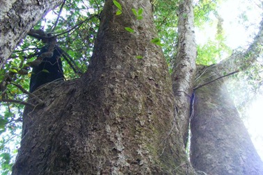 Ngắm “báu vật” 700 năm tuổi giữa đại ngàn