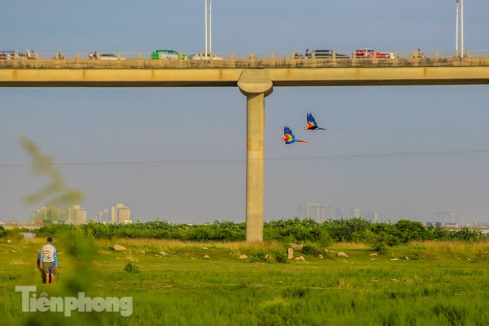 Ngắm vẹt sặc sỡ có giá nghìn đô của dân chơi Hà thành - 9 Ngắm vẹt sặc sỡ có giá nghìn đô của dân chơi Hà thành - 9