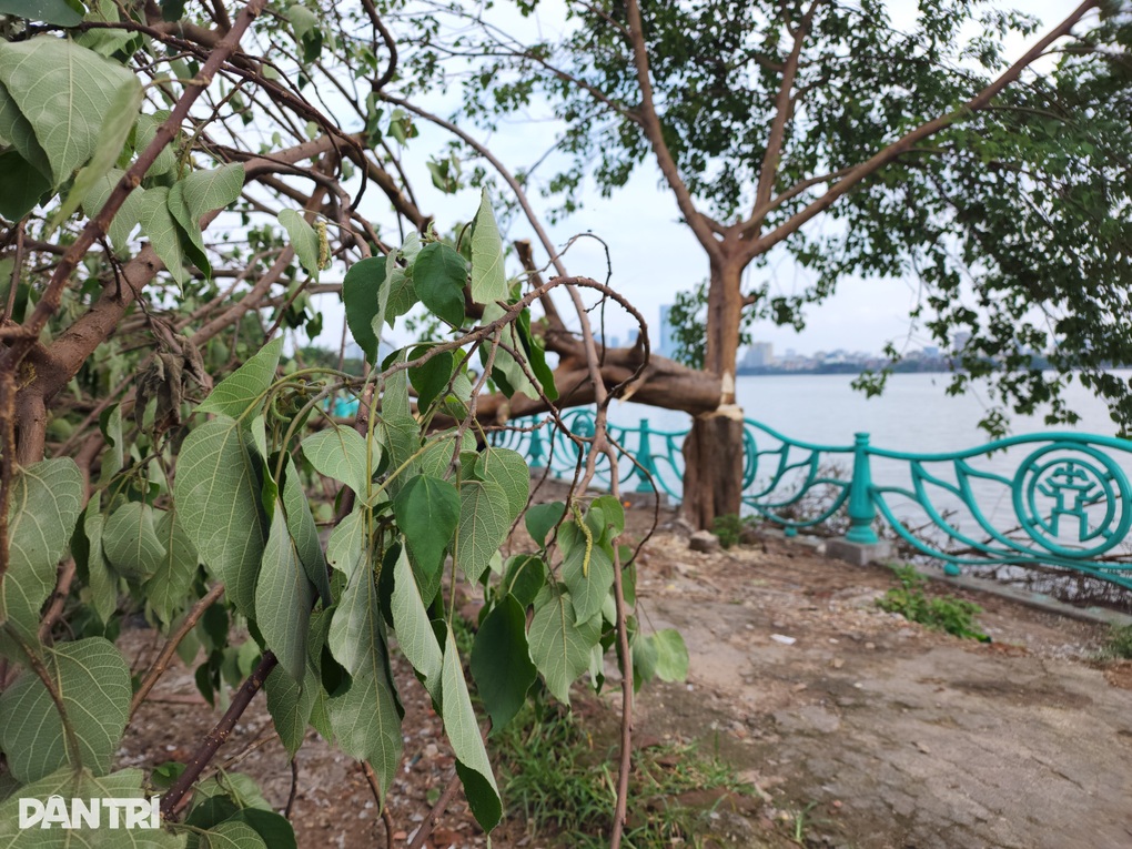 Công an truy tìm người phá hoại cây cô đơn ở Hồ Tây - 3 Công an truy tìm người phá hoại cây cô đơn ở Hồ Tây - 3