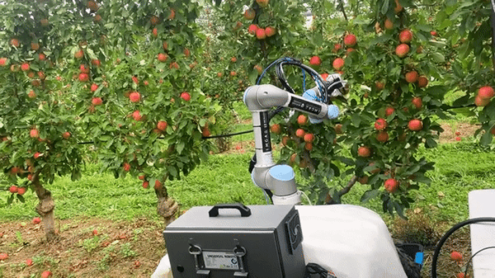 Tròn mắt với robot làm việc bất kể nắng mưa, hái táo chỉ 7 giây - 1 Tròn mắt với robot làm việc bất kể nắng mưa, hái táo chỉ 7 giây - 1