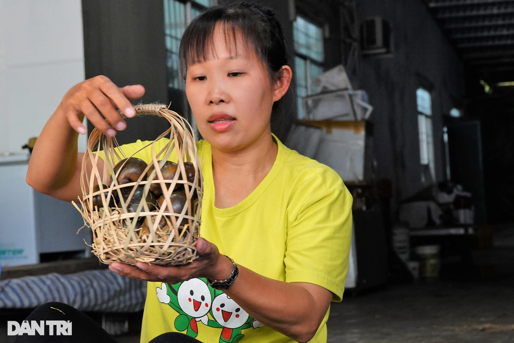 Bí quyết cho ốc ngủ gác bếp liền 3 tháng, thu lãi hàng trăm triệu đồng - 12 Bí quyết cho ốc ngủ gác bếp liền 3 tháng, thu lãi hàng trăm triệu đồng - 12