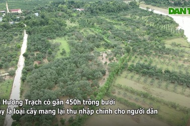 Nông dân thu hoạch quả đặc sản sau khi lũ rút