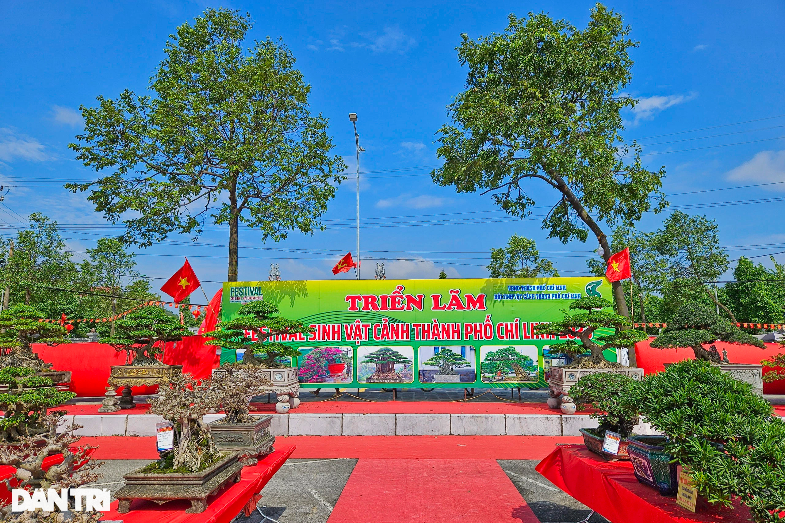 Cận cảnh cây duối tiền tỷ tại Festival Chí Linh - Hải Dương năm 2023 - 1