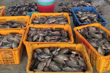 Tất bật làm gần tấn cá hỗ trợ bữa ăn cho dân về từ vùng dịch