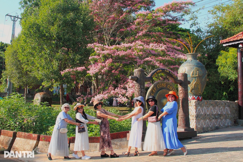 Muồng hoa đào bung sắc hồng giữa Pleiku, thu hút du khách đến chụp ảnh - 1