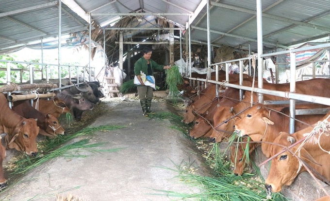 Nhờ được tập huấn kỹ thuật và tạo điều kiện về vốn, gia đình ông Đinh Văn Học đầu tư phát triển mô hình nuôi trâu, bò, cho thu nhập ổn định và thoát nghèo.