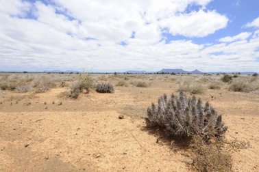 Các loài thực vật đang suy giảm nhanh hơn 350  lần so với lịch sử Trái Đất