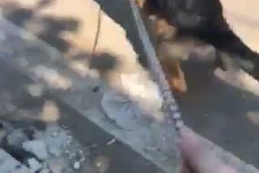 "Lão Hạc" mùa World Cup: Hết tiền đến chó cũng bán!