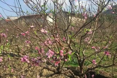 Hoa bung nở ở “thủ phủ" đào phai khiến người nông dân lo lắng