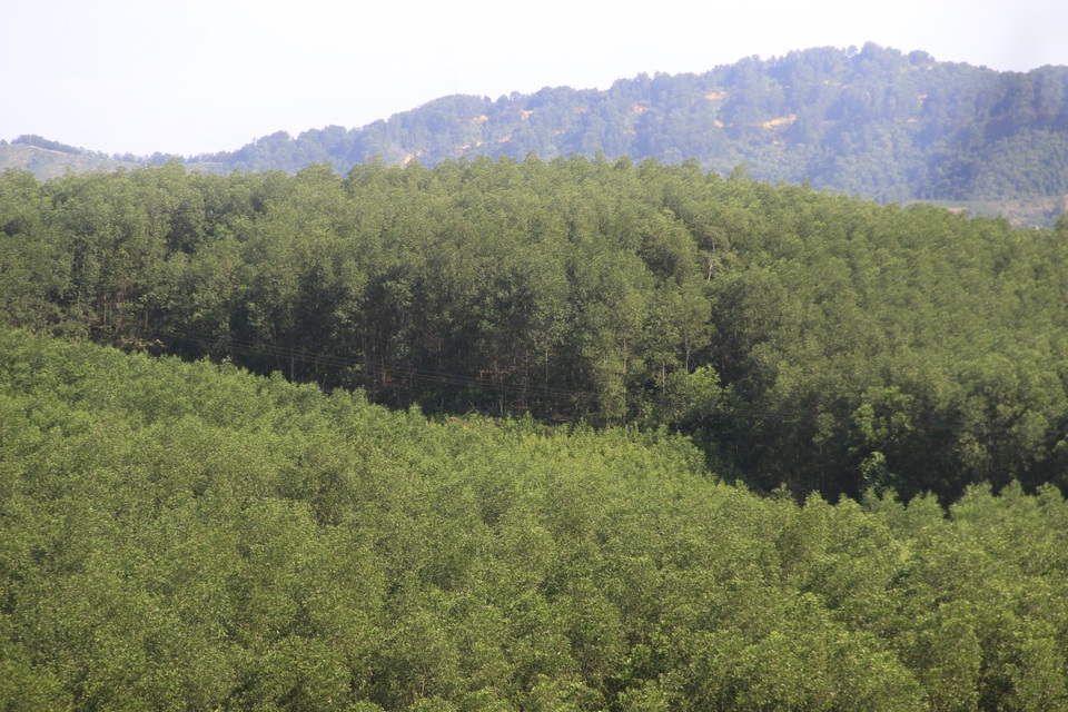 Vụ gần 1.000 ha rừng bị lấn chiếm: Bất ngờ gần 500 ha không ai nhận! - 2 Vụ gần 1.000 ha rừng bị lấn chiếm: Bất ngờ gần 500 ha không ai nhận! - 2