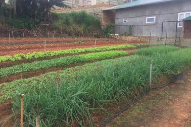 "Bỏ phố" về Đà Lạt sinh sống, cặp đôi mượn 300m2 đất làm vườn rau xanh mướt