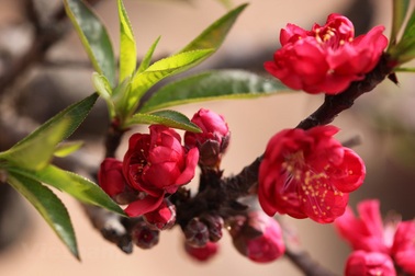 Ngắm cận cảnh giống đào quý hiếm của làng hoa Nhật Tân