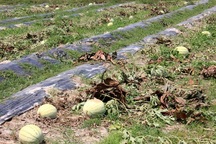 Dưa hấu chín rục ngoài đồng vì không ai mua 