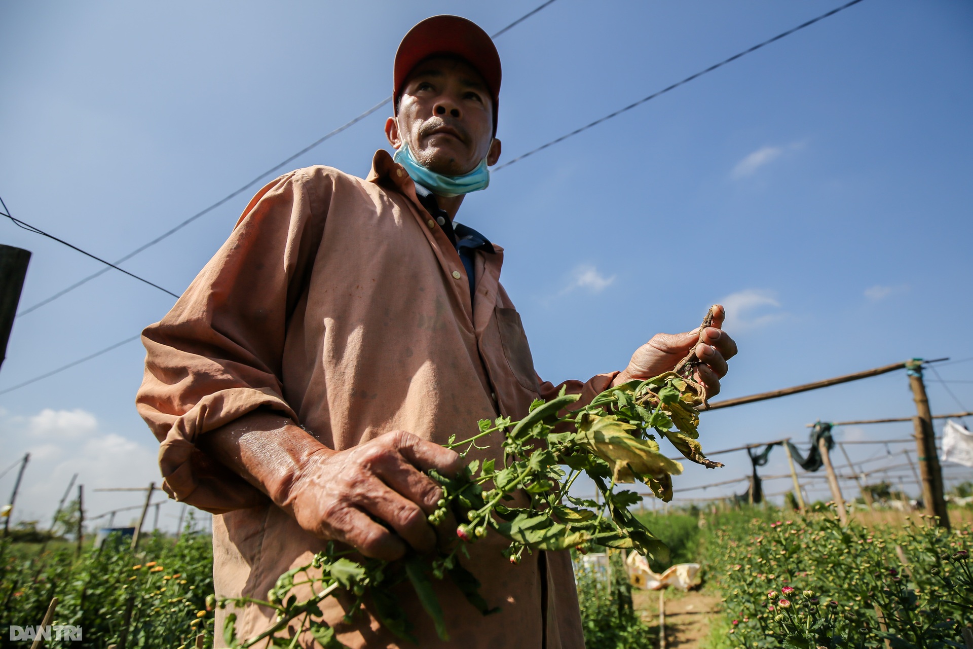 Nông dân Thừa Thiên Huế lo mất trắng vụ hoa Tết 2022 - 2