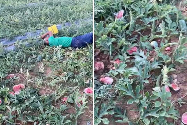 Cụ ông khóc thảm thiết, nằm sõng soài bên ruộng dưa hấu bị đập vỡ nát