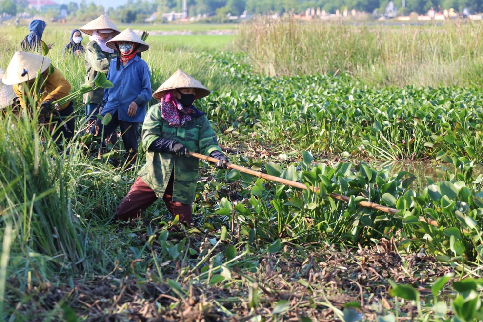 Nông dân thu lợi từ cây kẻ thù của ruộng đồng - 1 Nông dân thu lợi từ cây kẻ thù của ruộng đồng - 1