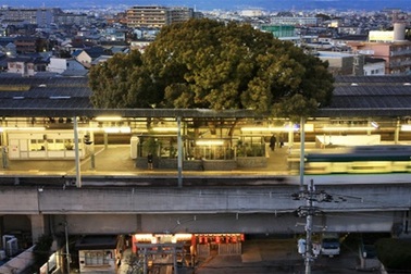 Ga tàu điện ngầm xây dựng quanh cây long não 700 năm tuổi ở Nhật Bản