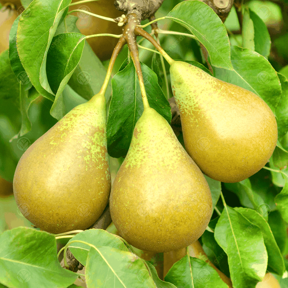 Những món quà thường kiêng kị không tặng nhau vào dịp năm mới - 5 Những món quà thường kiêng kị không tặng nhau vào dịp năm mới - 5
