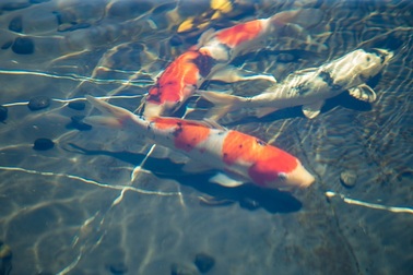 Đại gia Hà thành chi 10 tỷ đồng sở hữu đàn cá Koi quy tụ toàn “siêu phẩm”, có con lên tới 120 triệu đồng