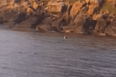 Cá voi xuất hiện tại biển Đắk Lắk