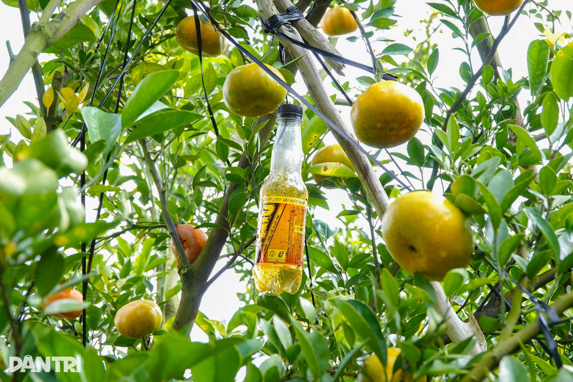 Lão nông chi hơn nửa tỷ đồng đầu tư vườn để khách ngắm quả đặc sản Tết - 7 Lão nông chi hơn nửa tỷ đồng đầu tư vườn để khách ngắm quả đặc sản Tết - 7