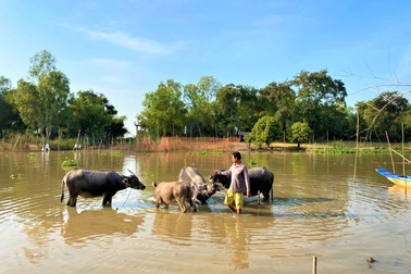Tết năm sửu nghe người miền Tây kể chuyện làm giàu cùng con trâu