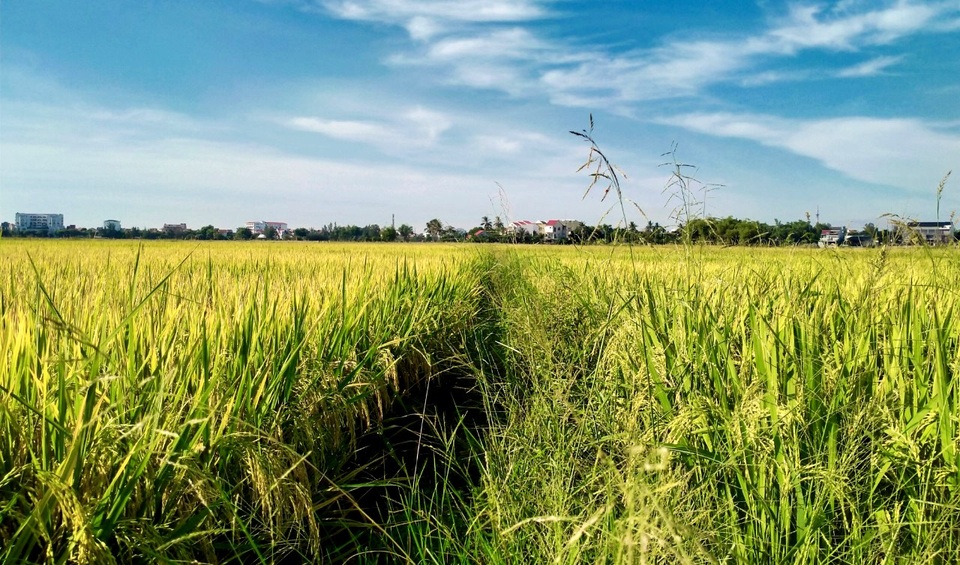 Cánh đồng lúa Hội An đã chín vàng nhưng vắng bóng du khách - 9 Cánh đồng lúa Hội An đã chín vàng nhưng vắng bóng du khách - 9