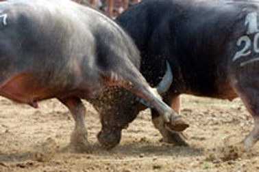 Lễ hội chọi trâu cổ xưa nhất Việt Nam