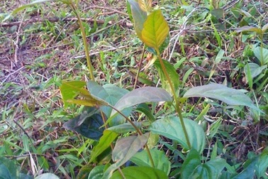 Vợ nguyên Phó Chủ tịch xã quyên sinh bằng lá ngón