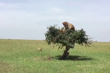 Xem cảnh hài hước đàn sư tử 6 con cùng chen nhau trèo lên một ngọn cây nhỏ