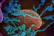 Biến chủng mới SARS-CoV-2 vừa phát hiện ở Việt Nam nguy hiểm như thế nào?