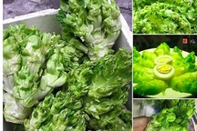 Cải mầm đá Sapa đắt như thịt: Coi chừng hàng Trung Quốc đội lốt