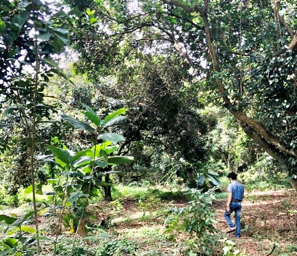 Người Sài Gòn thích bỏ phố về rừng, đất vườn hút khách - 2 Người Sài Gòn thích bỏ phố về rừng, đất vườn hút khách - 2