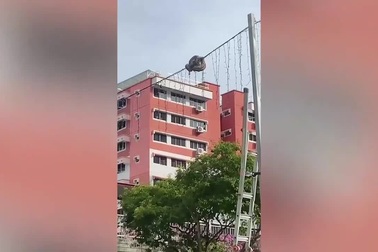 Trăn kích thước "khủng" treo lơ lửng trên dây điện