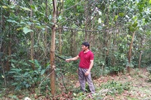 Gần 8.900 hộ nghèo tham gia bảo vệ rừng được hỗ trợ gạo